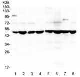 SF3B4 Antibody - Western blot testing of human 1) placenta, 2) MDA-MB-231, 3) U-2 OS, 4) HL-60, 5) A549, 6) PC-3, 7) ThP-1 and 8) U-87 MG lysate with SF3B4 antibody at 0.5ug/ml. Predicted molecular weight ~44 kDa but routinely observed at ~49 kDa.
