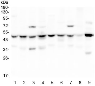 SF3B4 Antibody - Western blot testing of 1) rat brain, 2) rat lung, 3) rat liver, 4) rat stomach, 5) mouse brain, 6) mouse lung, 7) mouse liver, 8) mouse stomach and 9) mouse NIH3T3 lysate with SF3B4 antibody at 0.5ug/ml. Predicted molecular weight ~44 kDa but routinely observed at ~49 kDa.