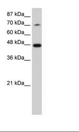 SF3B4 Antibody - HepG2 Cell Lysate.  This image was taken for the unconjugated form of this product. Other forms have not been tested.