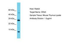 SF3B5 Antibody -  This image was taken for the unconjugated form of this product. Other forms have not been tested.
