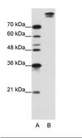 SF3B6 / SF3B14 Antibody - B: Jurkat Cell Lysate.  This image was taken for the unconjugated form of this product. Other forms have not been tested.