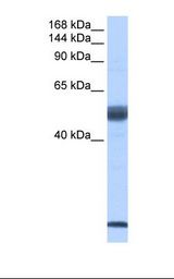 SF3B6 / SF3B14 Antibody - Placenta cell lysate. Antibody concentration: 2.0 ug/ml. Gel concentration: 6%-18%.  This image was taken for the unconjugated form of this product. Other forms have not been tested.