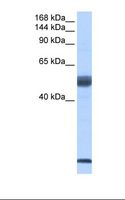 SF3B6 / SF3B14 Antibody - Placenta cell lysate. Antibody concentration: 2.0 ug/ml. Gel concentration: 6%-18%.  This image was taken for the unconjugated form of this product. Other forms have not been tested.