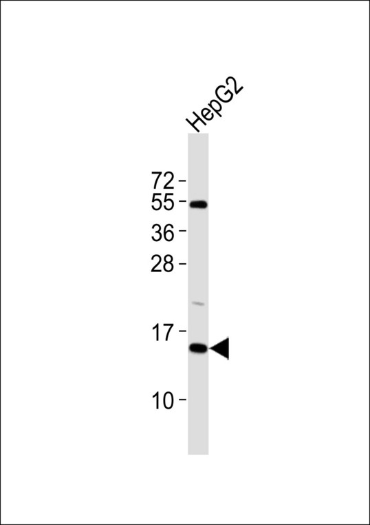 SF3B6 / SF3B14 Antibody - Anti-SAP14 Antibody at 1:1000 dilution + HepG2 whole cell lysates Lysates/proteins at 20 ug per lane. Secondary Goat Anti-Rabbit IgG, (H+L),Peroxidase conjugated at 1/10000 dilution Predicted band size : 15 kDa Blocking/Dilution buffer: 5% NFDM/TBST.