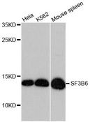 SF3B6 / SF3B14 Antibody - Western blot analysis of extracts of various cell lines, using SF3B6 antibody at 1:3000 dilution. The secondary antibody used was an HRP Goat Anti-Rabbit IgG (H+L) at 1:10000 dilution. Lysates were loaded 25ug per lane and 3% nonfat dry milk in TBST was used for blocking. An ECL Kit was used for detection and the exposure time was 90s.