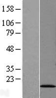 SF3B6 / SF3B14 Protein - Western validation with an anti-DDK antibody * L: Control HEK293 lysate R: Over-expression lysate
