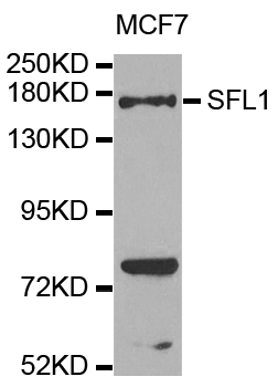 SFI1 Antibody - Western blot analysis of extracts of MCF7 cells.