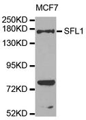 SFI1 Antibody - Western blot analysis of extracts of MCF7 cells.