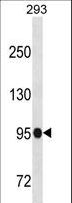 SFMBT1 Antibody - SFMBT1 Antibody western blot of 293 cell line lysates (35 ug/lane). The SFMBT1 Antibody detected the SFMBT1 protein (arrow).