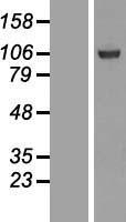 SFMBT1 Protein - Western validation with an anti-DDK antibody * L: Control HEK293 lysate R: Over-expression lysate