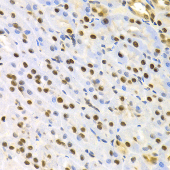SFN / Stratifin / 14-3-3 Sigma Antibody - Immunohistochemistry of paraffin-embedded rat kidney using SFN Antibodyat dilution of 1:100 (40x lens).