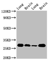 SFN / Stratifin / 14-3-3 Sigma Antibody - Positive Western Blot detected in Rat lung tissue, Rat brain tissue, Mouse lung tissue, Mouse brain tissue. All lanes: SFN antibody at 5 µg/ml Secondary Goat polyclonal to rabbit IgG at 1/50000 dilution. Predicted band size: 28, 25 KDa. Observed band size: 28 KDa