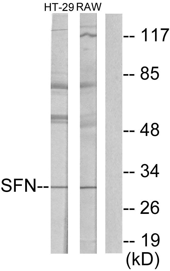 SFN / Stratifin / 14-3-3 Sigma Antibody - Western blot analysis of lysates from HT29 cells and RAW264.7 cells, using 14-3-3 sigma Antibody. The lane on the right is blocked with the synthesized peptide.