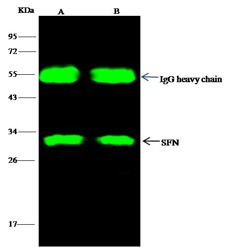SFN / Stratifin / 14-3-3 Sigma Antibody - SFN was immunoprecipitated using: Lane A: 0.5 mg Hela Whole Cell Lysate. Lane B: 0.5 mg A549 Whole Cell Lysate. 2 uL anti-SFN rabbit polyclonal antibody and 15 ul of 50% Protein G agarose. Primary antibody: Anti-SFN rabbit polyclonal antibody, at 1:100 dilution. Secondary antibody: Dylight 800-labeled antibody to rabbit IgG (H+L), at 1:5000 dilution. Developed using the odssey technique. Performed under reducing conditions. Predicted band size: 27 kDa. Observed band size: 32 kDa.