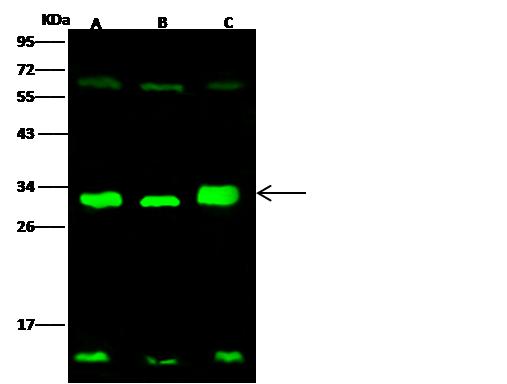 SFN / Stratifin / 14-3-3 Sigma Antibody - Anti-SFN rabbit polyclonal antibody at 1:500 dilution. Lane A: HeLa Whole Cell Lysate. Lane B: A549 Whole Cell Lysate. Lane C: PC12 Whole Cell Lysate. Lysates/proteins at 30 ug per lane. Secondary: Goat Anti-Rabbit IgG H&L (Dylight 800) at 1/10000 dilution. Developed using the Odyssey technique. Performed under reducing conditions. Predicted band size: 27 kDa. Observed band size: 33 kDa. (We are unsure as to the identity of these extra bands.)