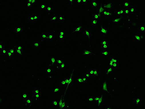 SFN / Stratifin / 14-3-3 Sigma Antibody - Immunofluorescence staining of mSFN in Raw264.7 cells. Cells were fixed with 4% PFA, permeabilzed with 0.1% Triton X-100 in PBS, blocked with 10% serum, and incubated with rabbit anti-Mouse mSFN polyclonal antibody (dilution ratio 1:200) at 4°C overnight. Then cells were stained with the Alexa Fluor 488-conjugated Goat Anti-rabbit IgG secondary antibody (green). Positive staining was localized to Cytoplasm.