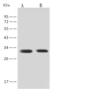 SFN / Stratifin / 14-3-3 Sigma Antibody - Anti-SFN rabbit polyclonal antibody at 1:500 dilution. Lane A: NIH3T3 Whole Cell Lysate. Lane B: Raw 264.7 Whole Cell Lysate. Lysates/proteins at 30 ug per lane. Secondary: Goat Anti-Rabbit IgG (H+L)/HRP at 1/10000 dilution. Developed using the ECL technique. Performed under reducing conditions. Predicted band size: 27 kDa.