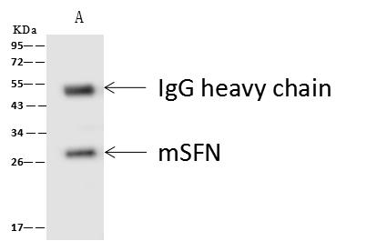 SFN / Stratifin / 14-3-3 Sigma Antibody - Mouse SFN was immunoprecipitated using: Lane A: 0.5 mg NIH3T3 Whole Cell Lysate. 4 uL anti-Mouse SFN rabbit polyclonal antibody and 60 ug of Immunomagnetic beads Protein A/G. Primary antibody: Anti-Mouse SFN rabbit polyclonal antibody, at 1:100 dilution. Secondary antibody: Goat Anti-Rabbit IgG (H+L)/HRP at 1/10000 dilution. Developed using the ECL technique. Performed under reducing conditions. Predicted band size: 30 kDa. Observed band size: 30 kDa.