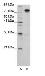 SFPQ Antibody - A: Marker, B: HepG2 Cell Lysate.  This image was taken for the unconjugated form of this product. Other forms have not been tested.