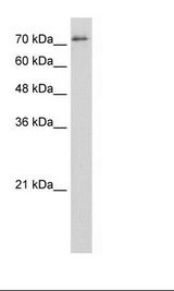 SFPQ Antibody - Jurkat Cell Lysate.  This image was taken for the unconjugated form of this product. Other forms have not been tested.