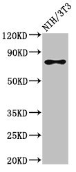 SFPQ Antibody - Positive Western Blot detected in NIH/3T3 whole cell lysate. All lanes: SFPQ antibody at 3 µg/ml Secondary Goat polyclonal to rabbit IgG at 1/50000 dilution. Predicted band size: 77, 73 KDa. Observed band size: 77 KDa