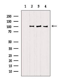 SFPQ Antibody - Western blot analysis of extracts of various samples using SFPQ antibody. Lane 1: mouse brain treated with blocking peptide. Lane 2: mouse brain; Lane 3: 3T3; Lane 4: HeLa;