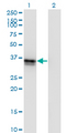 SFRP-3 / FRZB Antibody - Western Blot analysis of FRZB expression in transfected 293T cell line by FRZB monoclonal antibody (M01), clone 4F7.Lane 1: FRZB transfected lysate(36.3 KDa).Lane 2: Non-transfected lysate.