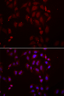 SFRP-3 / FRZB Antibody - Immunofluorescence analysis of A549 cells.