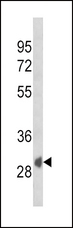 SFRP1 Antibody - Western blot of SFRP1 Antibody in K562 cell line lysates (35 ug/lane). SFRP1 (arrow) was detected using the purified antibody.