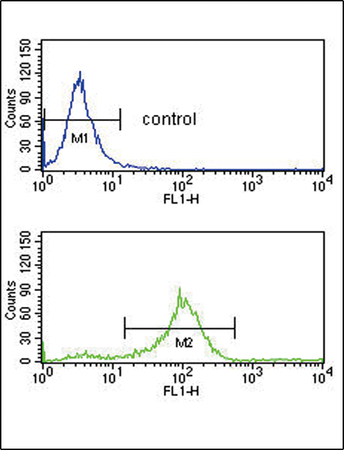 SFRP1 Antibody - SFRP1 Antibody flow cytometry of K562 cells (bottom histogram) compared to a negative control cell (top histogram). FITC-conjugated goat-anti-rabbit secondary antibodies were used for the analysis.