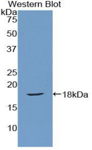 SFRP1 Antibody - Western blot of recombinant SFRP1.  This image was taken for the unconjugated form of this product. Other forms have not been tested.
