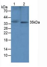 SFRP1 Antibody - Western Blot; Sample: Lane1: Rat Heart Tissue; Lane2: Rat Brain Tissue.