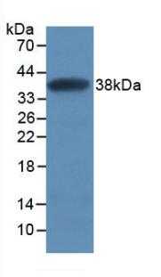 SFRP1 Antibody - Western Blot; Sample: Recombinant SFRP1, Human.