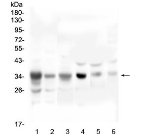 SFRP1 Antibody - Western blot testing of 1) human A549, 2) human U-2 OS, 3) human PC-3, 4) rat heart, 5) mouse heart and 6) mouse HEPA1-6 lysate wtih SFRP1 antibody at 0.5ug/ml. Predicted molecular weight ~35 kDa.