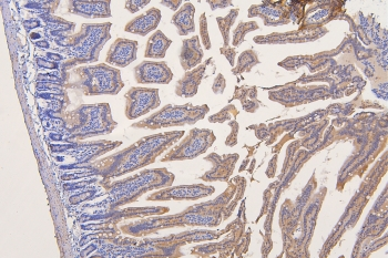 SFRP1 Antibody - IHC staining of FFPE mouse intestine with SFRP1 antibody at 1ug/ml. HIER: boil tissue sections in pH6, 10mM citrate buffer, for 10-20 min and allow to cool before testing.
