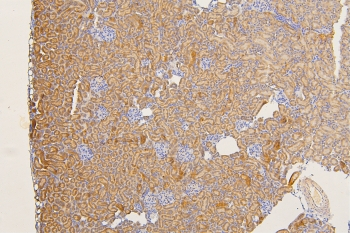SFRP1 Antibody - IHC staining of FFPE mouse kidney with SFRP1 antibody at 1ug/ml. HIER: boil tissue sections in pH6, 10mM citrate buffer, for 10-20 min and allow to cool before testing.