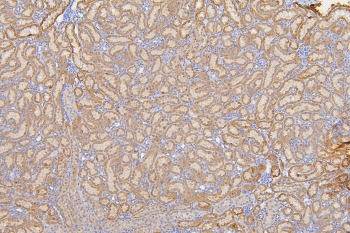 SFRP1 Antibody - IHC staining of FFPE rat kidney with SFRP1 antibody at 1ug/ml. HIER: boil tissue sections in pH6, 10mM citrate buffer, for 10-20 min and allow to cool before testing.