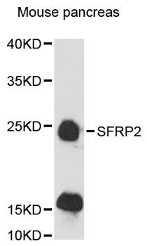 SFRP2 Antibody - Western blot analysis of extracts of mouse pancreas, using SFRP2 antibody at 1:3000 dilution. The secondary antibody used was an HRP Goat Anti-Rabbit IgG (H+L) at 1:10000 dilution. Lysates were loaded 25ug per lane and 3% nonfat dry milk in TBST was used for blocking. An ECL Kit was used for detection and the exposure time was 90s.