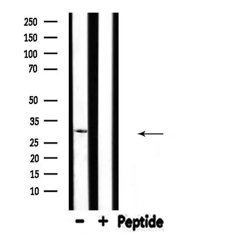 SFRP2 Antibody - Western blot analysis of SFRP2 expression in rat muscle lysate 