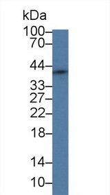 SFRP4 Antibody - Western Blot; Sample: Human Hela cell lysate; Primary Ab: 2µg/ml Rabbit Anti-Rat SFRP4 Antibody Second Ab: 0.2µg/mL HRP-Linked Caprine Anti-Rabbit IgG Polyclonal Antibody