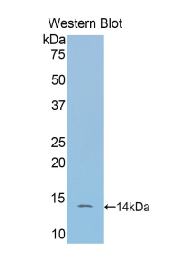 SFRP4 Antibody - Western blot of recombinant SFRP4.  This image was taken for the unconjugated form of this product. Other forms have not been tested.