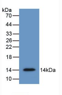 SFRP4 Antibody - Western Blot; Sample: Recombinant SFRP4, Human.