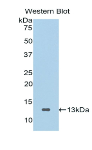 SFRP4 Antibody - Western blot of recombinant SFRP4.  This image was taken for the unconjugated form of this product. Other forms have not been tested.