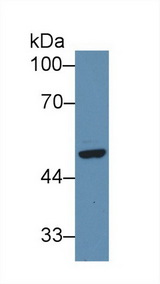 SFRP4 Antibody - Western Blot; Sample: Human Hela cell lysate; Primary Ab: 3µg/ml Rabbit Anti-Human SFRP4 Antibody Second Ab: 0.2µg/mL HRP-Linked Caprine Anti-Rabbit IgG Polyclonal Antibody