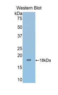 SFRP4 Antibody - Western blot of recombinant SFRP4.  This image was taken for the unconjugated form of this product. Other forms have not been tested.