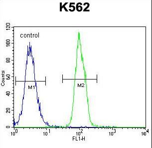 SFRP4 Antibody - SFRP4 Antibody flow cytometry of K562 cells (right histogram) compared to a negative control cell (left histogram). FITC-conjugated goat-anti-rabbit secondary antibodies were used for the analysis.