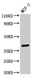 SFRP4 Antibody - Western Blot Positive WB detected in: MCF-7 whole cell lysate All lanes: SFRP4 antibody at 3µg/ml Secondary Goat polyclonal to rabbit IgG at 1/50000 dilution Predicted band size: 40 kDa Observed band size: 40 kDa