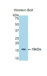 SFRP5 Antibody - Western blot of recombinant SFRP5.  This image was taken for the unconjugated form of this product. Other forms have not been tested.