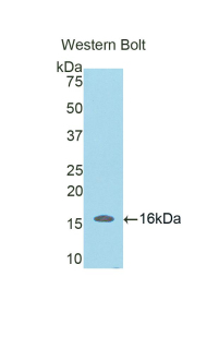 SFRP5 Antibody - Western blot of recombinant SFRP5.  This image was taken for the unconjugated form of this product. Other forms have not been tested.