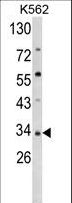 SFRP5 Antibody - Western blot of SFRP5 Antibody in K562 cell line lysates (35 ug/lane). SFRP5 (arrow) was detected using the purified antibody.